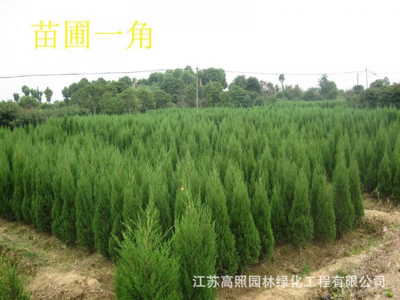 园林绿化苗圃