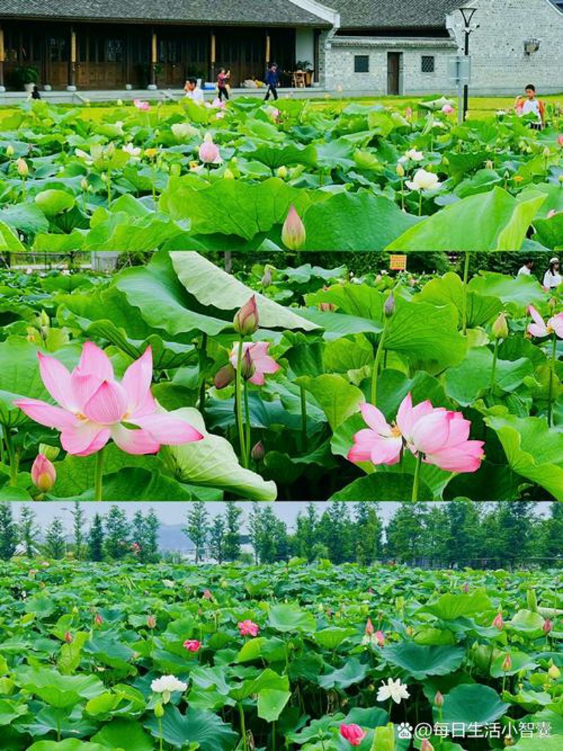 云龙镇苗圃:绿色梦想的启航地