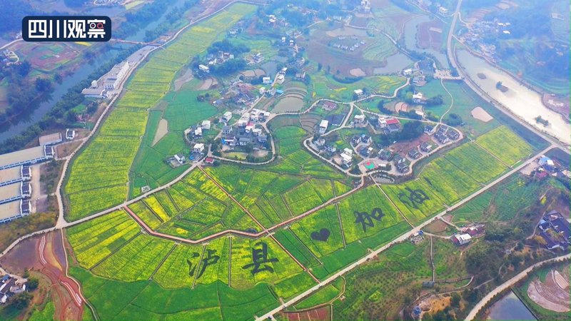苗圃行业新动态:泸县苗木生长记